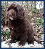 Xana Texas pups 8 weeks old 002