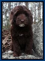 Xana Texas pups 8 weeks old 005