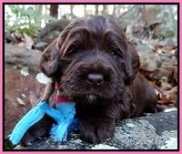 Xana Texas pups 3 wks old 025