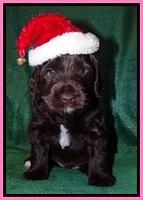 Xana Texas pups 4 weeks old 022