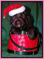Xana Texas pups 4 weeks old 026