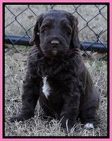 Xana Texas pups 5 wks old 112