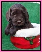 Xana Texas pups 5 wks old 31_2