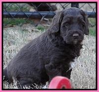 Xana Texas pups 5 wks old 82