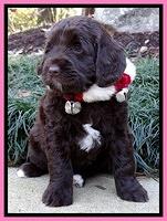 Xana Texas pups 6 wks old #23