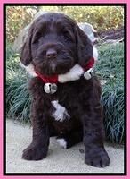Xana Texas pups 6 wks old 61