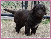 Xana Texas pups 7 wks old 21