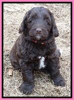 Xana Texas pups 7 wks old 31