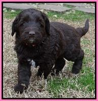 Xana Texas pups 7 wks old 41