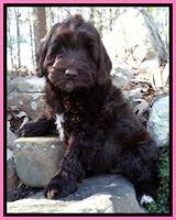 Xana Texas pups 8 wks old 004