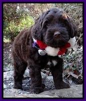 Xana Texas pups 6 wks old 101