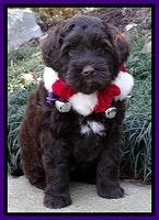 Xana Texas pups 6 wks old 111