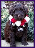 Xana Texas pups 6 wks old 81