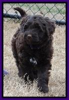 Xana Texas pups 7 wks old 111
