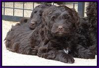 Xana Texas pups 7 wks old 91
