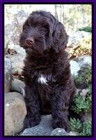 Xana Texas pups 8 wks old 21