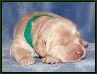 Xana Texas pups 1 wk old 051