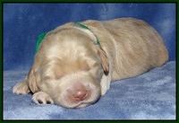 Xana Texas pups 1 wk old 072