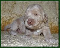 Xana Texas pups 2 wks old 044