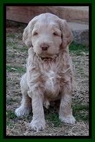 Xana Texas pups 5 wks old 12