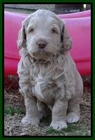 Xana Texas pups 5 wks old 142