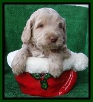 Xana Texas pups 5 wks old 71