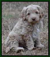 Xana Texas pups 7 wks old 151