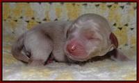 Xana Texas pups newborn 51