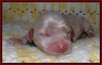 Xana Texas pups newborn 61