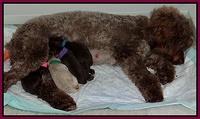 Xana TExas pups newborn group 008