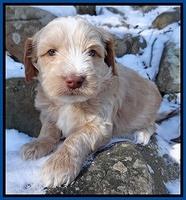 Rina Reagan pups 5 wks old 013