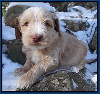 Rina Reagan pups 5 wks old 014