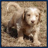 Rina Reagan pups 6 wks old 41