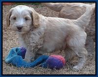 Rina Reagan pups 6 wks old 61