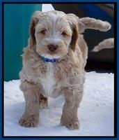 Rina Reagan pups 7 wks old 41