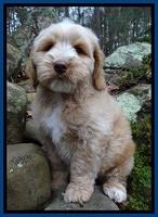 Rina Reagan pups 8 wks old 2 001
