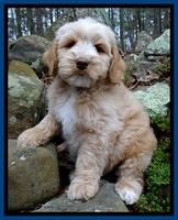 Rina Reagan pups 8 wks old 2 002