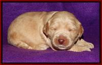 Rina REagan pups 2 wks old 41
