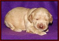 Rina REagan pups 2 wks old 51
