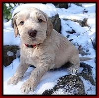 Rina REgan pups 5 wks old 11