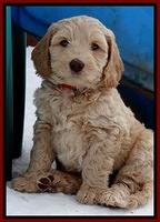 Rina Reagan pups 7 wks old 111