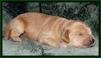 Rina REagan pups 1 wk old 81