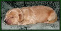 Rina REagan pups 1 wk old 91