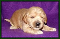 Rina REagan pups 2 wks old 71