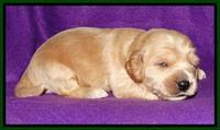 Rina REagan pups 2 wks old 81