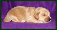Rina REagan pups 2 wks old 91