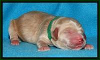 Rina Reagan pups newborn 101