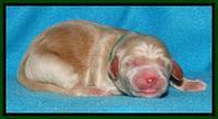 Rina Reagan pups newborn 91