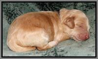 Rina REagan pups 1 wk old 101