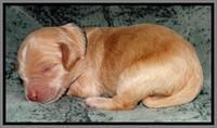 Rina REagan pups 1 wk old 111